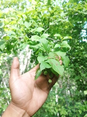 Karwinskia humboldtiana