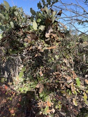 Garrya elliptica