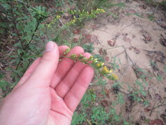 Solidago arguta arguta