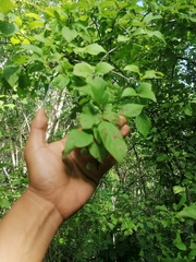 Karwinskia humboldtiana