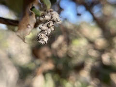 Garrya elliptica