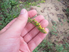 Solidago arguta arguta