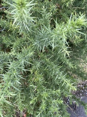 Ulex europaeus