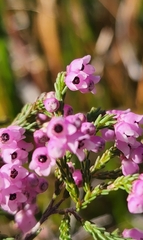 Erica mauritanica