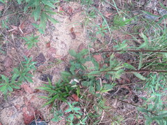 Solidago arguta arguta
