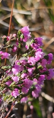 Erica mauritanica