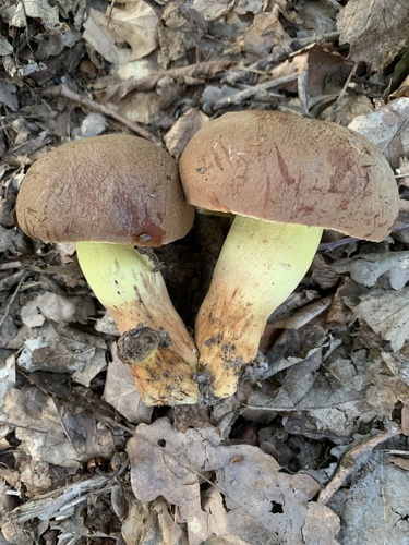 hríbovité (Boletaceae)