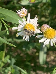 Eumelissodes