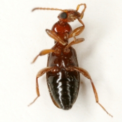 Ischyropalpus