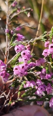 Erica mauritanica