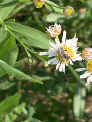 Eumelissodes