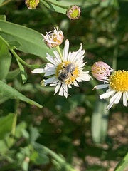 Eumelissodes