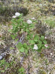 Spiraea stevenii