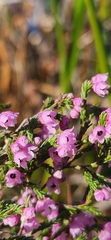 Erica mauritanica