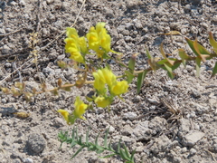 Linaria dalmatica