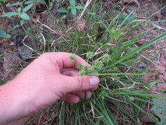 Cyperus croceus