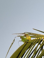 Eupsittula aurea