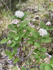 Spiraea stevenii