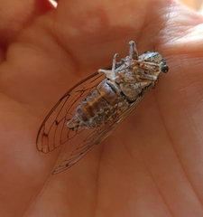 Cicada orni