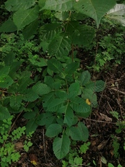 Handroanthus impetiginosus