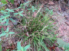 Cyperus croceus