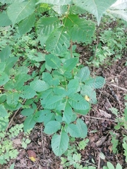 Handroanthus impetiginosus