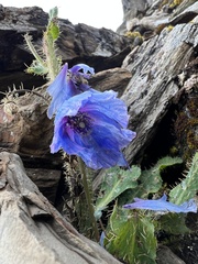 Meconopsis