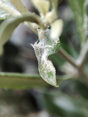 Euphyllura olivina