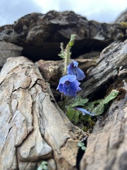 Meconopsis