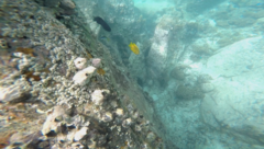 Pomacentrus sulfureus