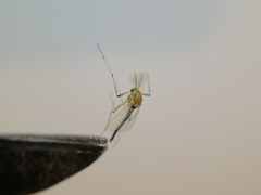 Chironomidae