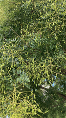 Styphnolobium japonicum