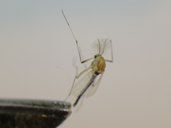 Chironomidae