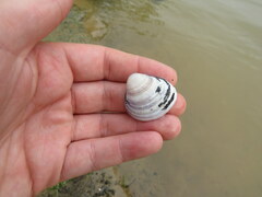 Corbicula fluminea