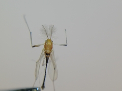 Chironomidae