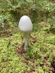 Amanita virosa