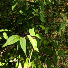Philadelphus × lemoinei