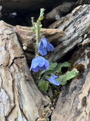 Meconopsis