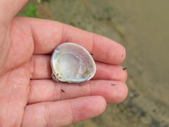 Corbicula fluminea
