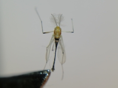 Chironomidae