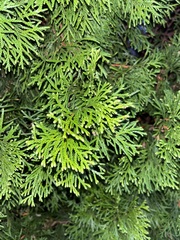 Thuja occidentalis