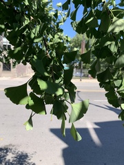 Ginkgo