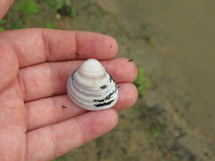 Corbicula fluminea