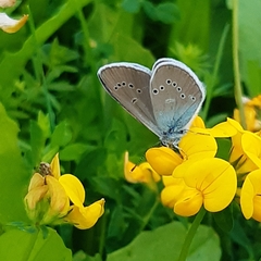 Cyaniris semiargus