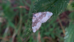 Epirrhoe galiata