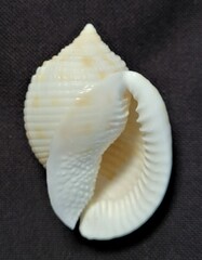 Semicassis granulata