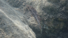 Pteragogus trispilus