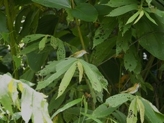 Orthotomus atrogularis