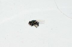 Physiphora alceae
