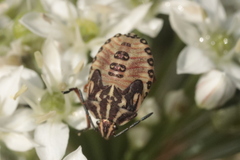 Carpocoris